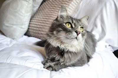 Ultimate guide to moving with cats
