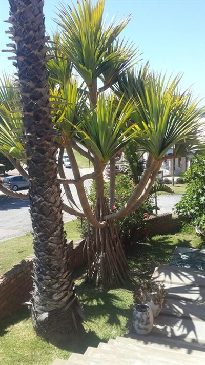 Die raaisel van die boom