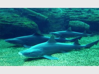 Smooth release for houndsharks born in Snorkel Lagoon at uShaka Sea World