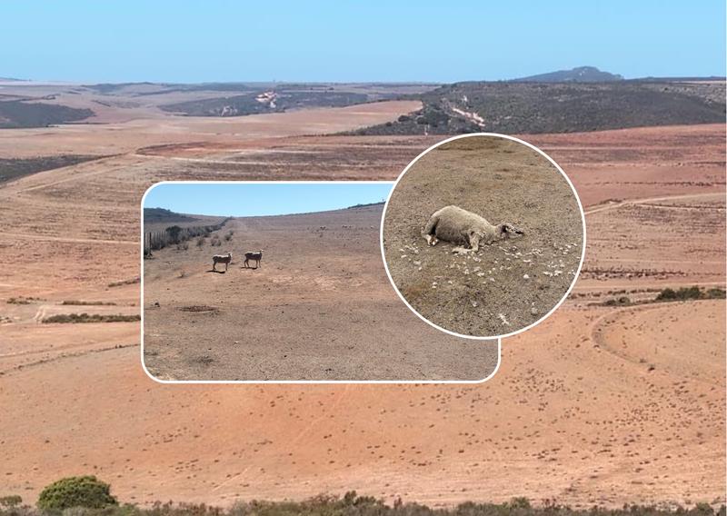 Droogtehulp vra skenkings vir Mosselbaai-boere