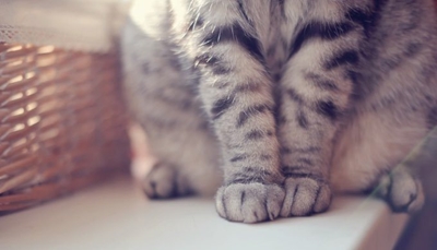 Dooie katte in 'n sak gevind