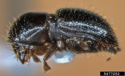 Online tree borer survey available