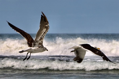 Avian flu detected in other seabird species