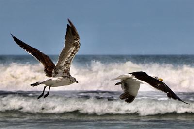 Avian flu detected in other seabird species