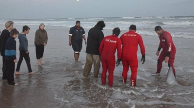 Walvis spoel op strand uit