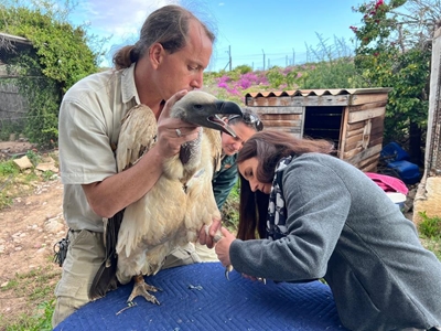 Cango Wildlife Ranch help met rehabilitasie van aasvoël