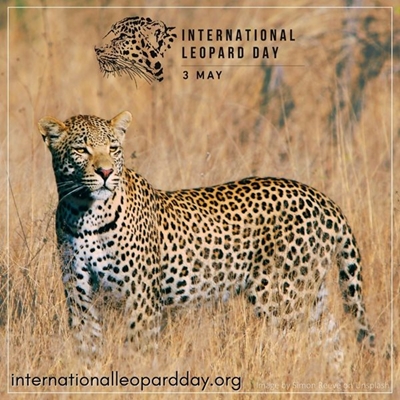 Celebrating International Leopard Day: FWF and Cape Leopard Trust Partnership Aids Leopard Conservation