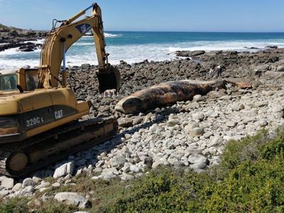 Walvis is suksesvol van strand verwyder
