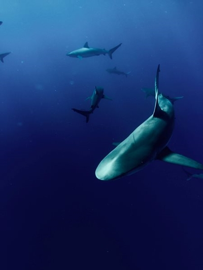 88 Countries agree on shark fin regulation