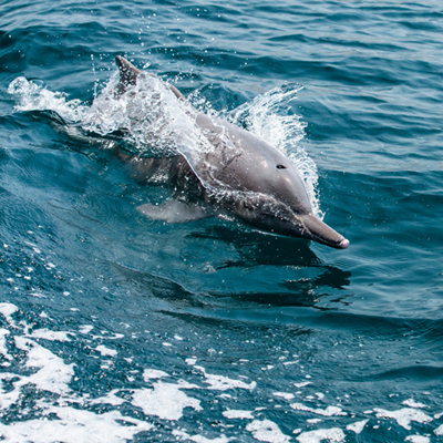 Whistling 'hello' in Dolphin-speak
