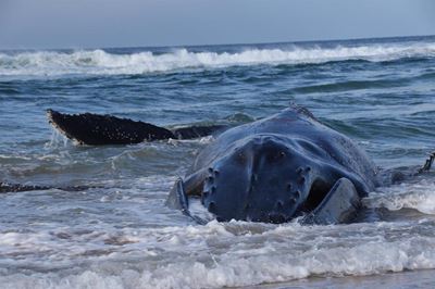 Sick whale euthanised
