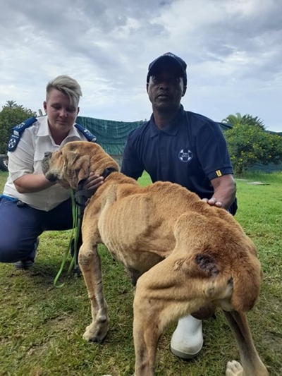 Sentencing of dog breeder postponed for a fourth time