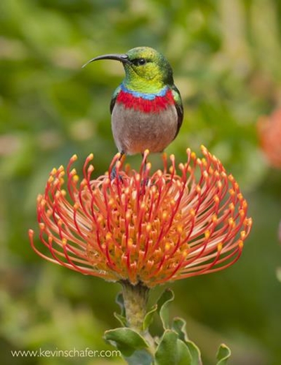Help put the Garden Route on Nature's world stage