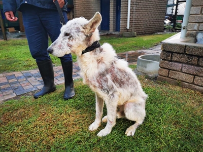 Record-fast adoption for emaciated K9