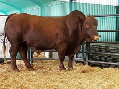 Bonsmara-stoetbul vir R80 000 verkoop