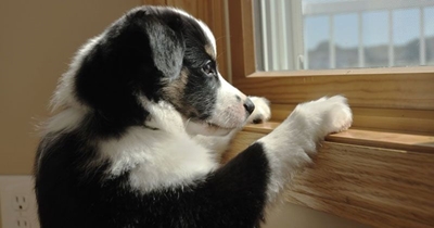 What is separation anxiety in dogs?