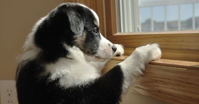 What is separation anxiety in dogs?
