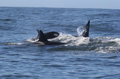 An orcastrated Plett visit