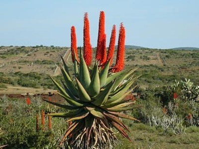 Aloe ferox - medicinal and cosmetic uses