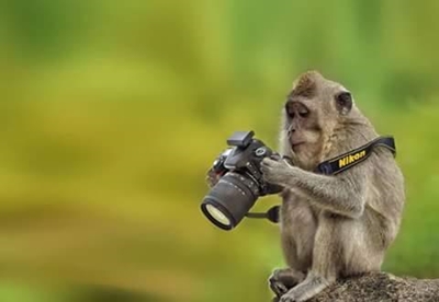 Baboon and monkey watch works
