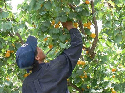 Opvolg: Appelkoosoes daal met helfte