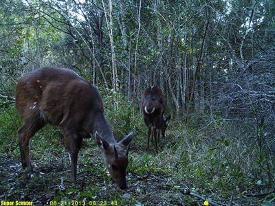 Trigger cameras capture great diversity