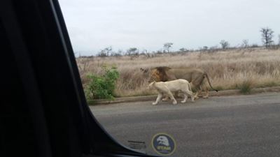 Rare sight of white lion cubs captured in the Kruger Park