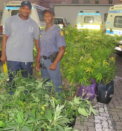 Sedgefield bust of 109 dagga trees