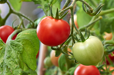 Exciting tomato varieties