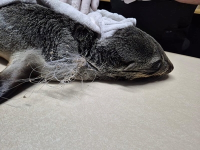 Seal entangled in fishing line rescued in Dana Bay