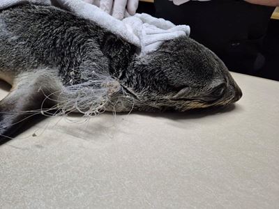 Seal entangled in fishing line rescued in Dana Bay