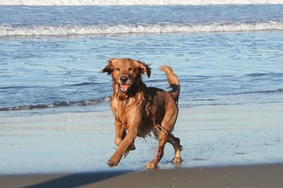 Rules on dogs