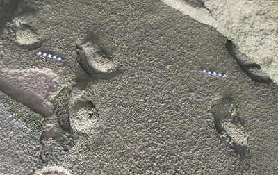 New Hominin tracksite identified in SA