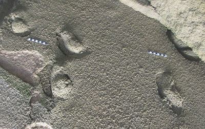 New Hominin tracksite identified in SA