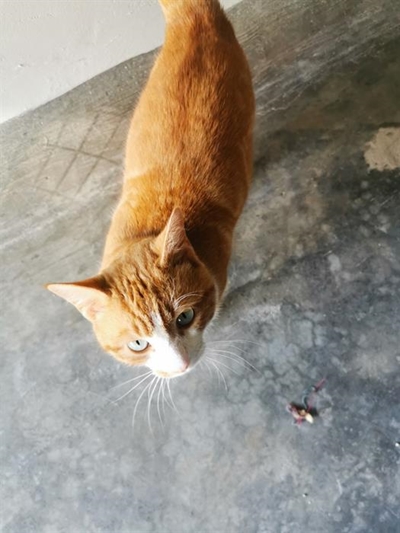 Cats and dogs at the SPCA