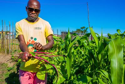 Revived food gardens project continues to grow