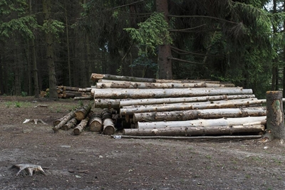 'Trucking of logs to George could cause job losses in Tsitsikamma'