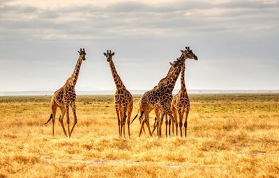 Unexplained giraffe deaths spark concern across Namibia