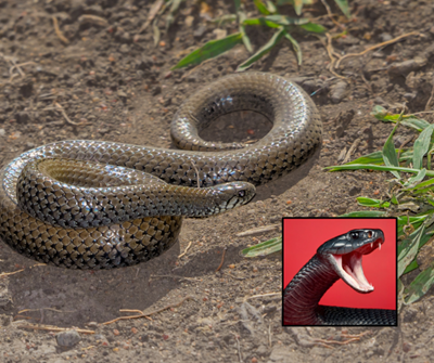 Black mamba hitchhikes to Monument Park, found hiding in car engine bay