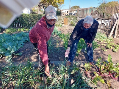 Green fingers make community food gardens thrive