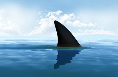 7 sharks spotted