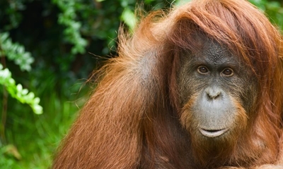 '100,000 orangutans' killed in 16 years