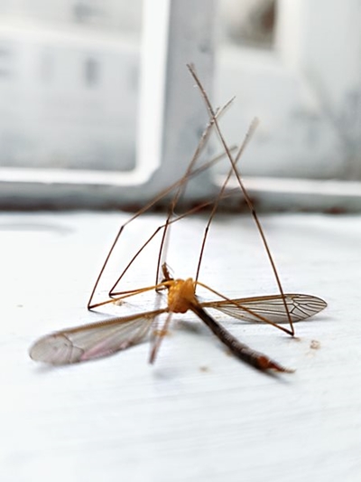 SA records over 7 400 malaria cases