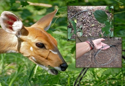 17 snares removed in Dana Bay
