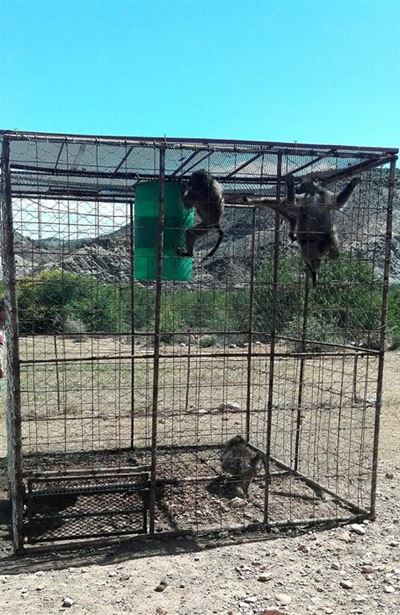 Capture and death of baboons investigated