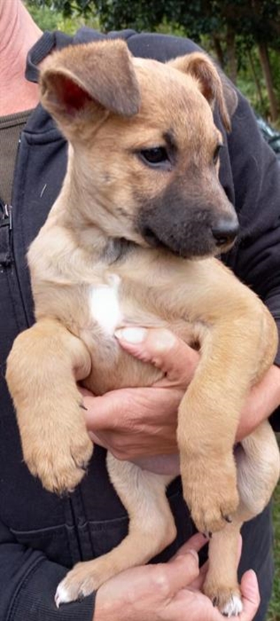 Dogs available for adoption at Odin