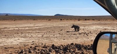 New life at Inverdoorn following horrific poaching incident
