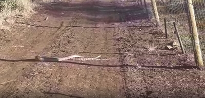 Python out and about in a Hluhluwe game park