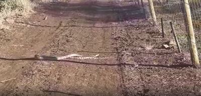 Python out and about in a Hluhluwe game park