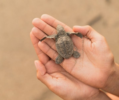 10 Local conservation organisations to support this festive season